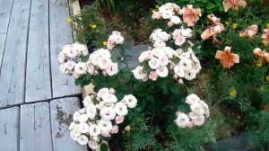 Спрей розы. Сорта для Сибири.