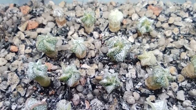Сеянцы кактусов. Посев кактусов. Уход за кактусом. смотреть онлайн