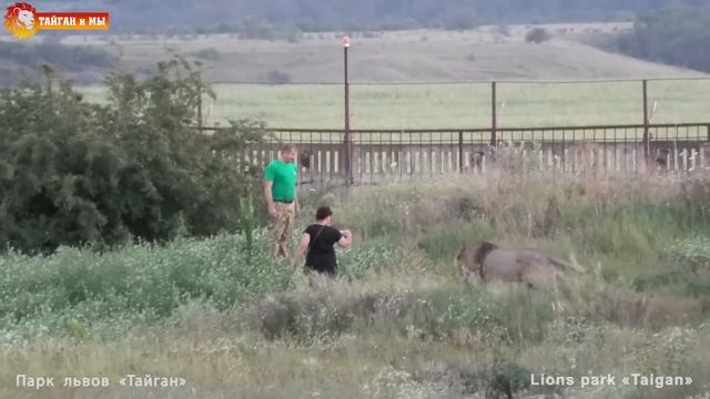Олег Зубков на львиной заставе. Радость встречи львов с вожаком. Тайган. Lions life in Taigan. смотреть онлайн
