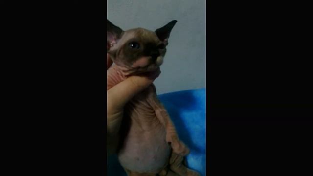 котенок сфинкс смотреть онлайн