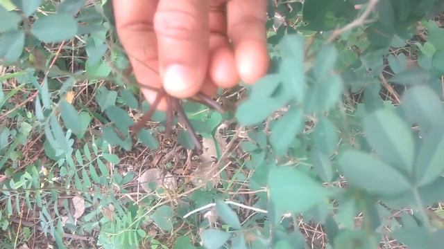 இயற்கை முறை முடி சாயம் Natural hair dye using henna (Maruthani)+indigo (Avuri/Neela kozhinji) leave смотреть онлайн