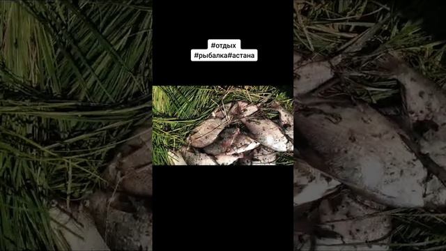 ездили на 2 дня на рыбалку смотреть онлайн
