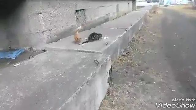 Кормим бездомных животных| И дарим ириску маленькой девочке смотреть онлайн