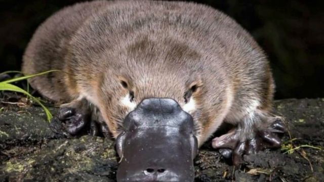 учим животных вместе ( для детей ) - 3 х лет - смотреть онлайн