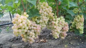 ? Виноград Нимранг. Лучший, поздний  сорт винограда, который хранится до марта.