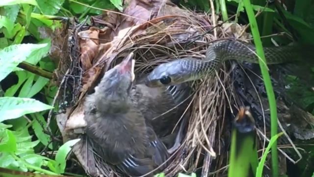 Змея yбивaeт птенцов. смотреть онлайн