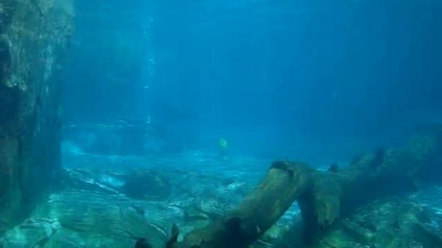 Seals at Auckland Zoo смотреть онлайн