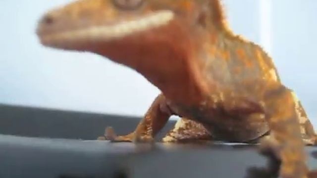 Crested gecko (Rhacodactylus ciliatus) creamsicle x extreme harlequin смотреть онлайн