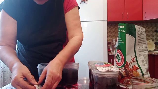 Сажаю семена томатов. смотреть онлайн