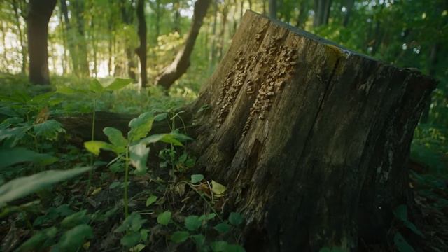 Best Relaxing Classical Music - Music for Relaxation: Mozart, Beethoven, Schubert, Chopin, Bach... смотреть онлайн