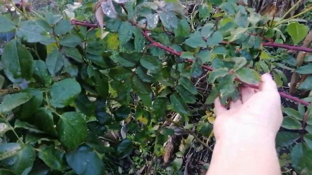 УКРАИНА ??. МОИ РОЗЫ НА 9 ноября 2023 года. смотреть онлайн