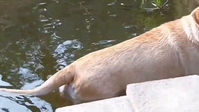 Labrador Dog Playing & Swimming in a Pond - Dog Show in Kolkata смотреть онлайн