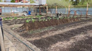 ВЫСАЖИВАЮ ПЕРЦЫ И БАКЛАЖАНЫ НА ТЕПЛУЮ ГРЯДКУ