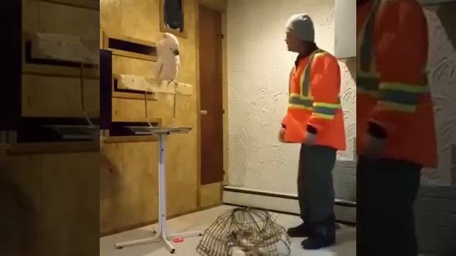 The bird says F***k you: The most rude bird in America смотреть онлайн