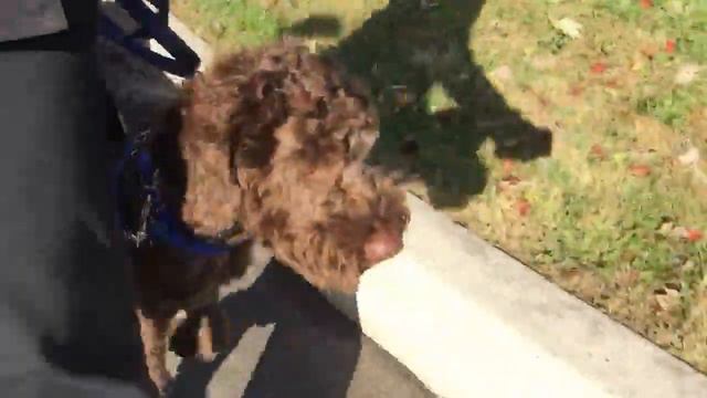 CoCo learned the structured walk today, which means no sniffing, marking, pulling, lunging or barki смотреть онлайн