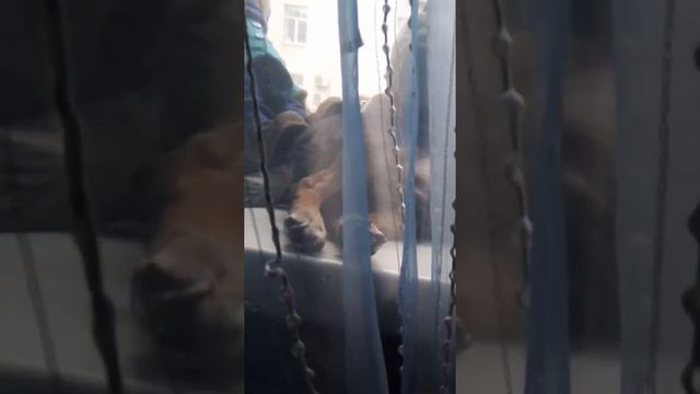 Собака дёргается смотреть онлайн