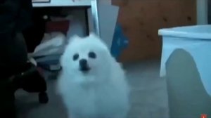 Смешная песня на хэллоуин про собаку гав гав гав