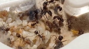 МУРАВЬИ | MESSOR BARBARUS | Альфа-мессор