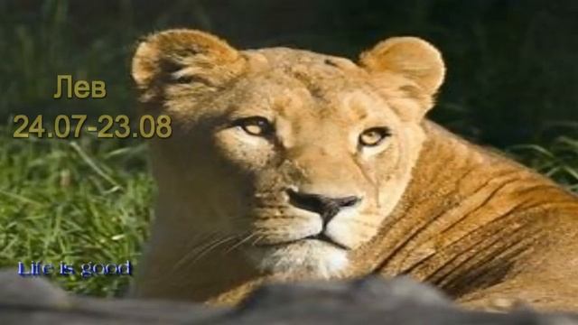 Какой талисман принесёт удачу каждому из знаков Зодиака смотреть онлайн