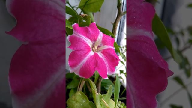 Петуния розовая, балконные цветы, Pink petunia, balcony flowers смотреть онлайн