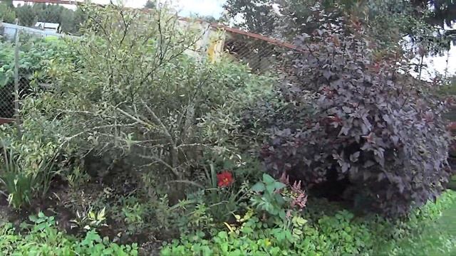 Последствия непогоды на даче Похолодало смотреть онлайн