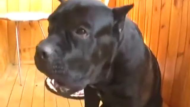 Прикольные животные Смешные и забавные Видео о животных. Хорошего настроения. смотреть онлайн