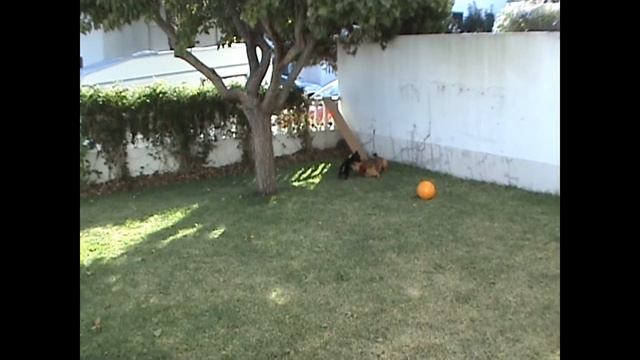 Benny & Mantorras смотреть онлайн