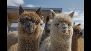 27 февраля / Альпака – это кто?