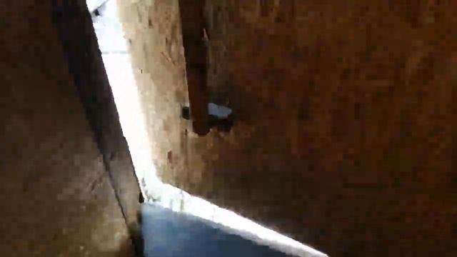 Тоджон/ Билефельдер/ Мускусные утки и чем я их кормлю. смотреть онлайн