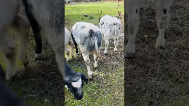 БЕЛЬГИЙСКАЯ БЕЛО ГОЛУБАЯ ПОРОДА В НАЛИЧИИ И НА ЗАКАЗ 89292324444 ?✊ смотреть онлайн