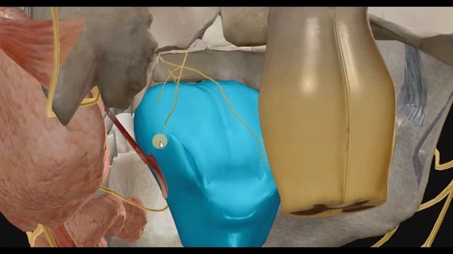 Лицевой нерв(7 пара ЧМН) смотреть онлайн