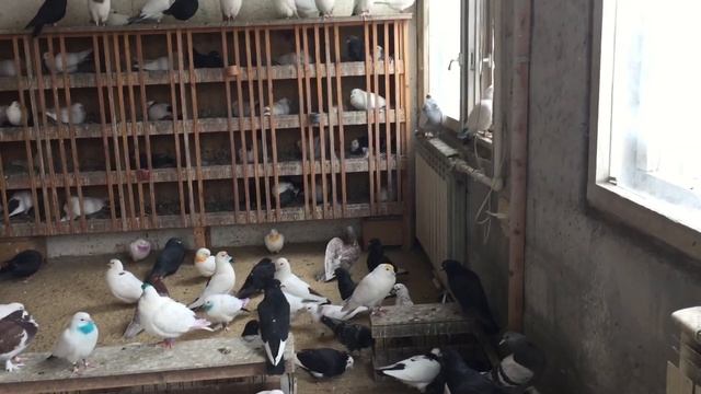 #Pigeons.Жидкий помёт у голубей.