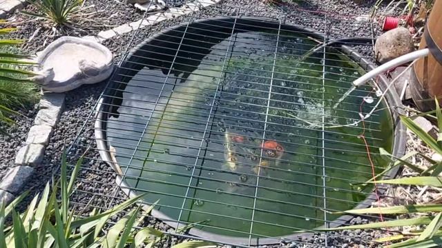 Вчера приехала домой..../ слабость после химии..../ наслаждаюсь домашним уютом ??? смотреть онлайн