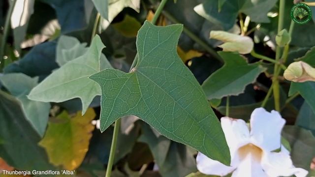 Thunbergia Grandiflora 'Alba' | Flowering Liana | ?? Panama |