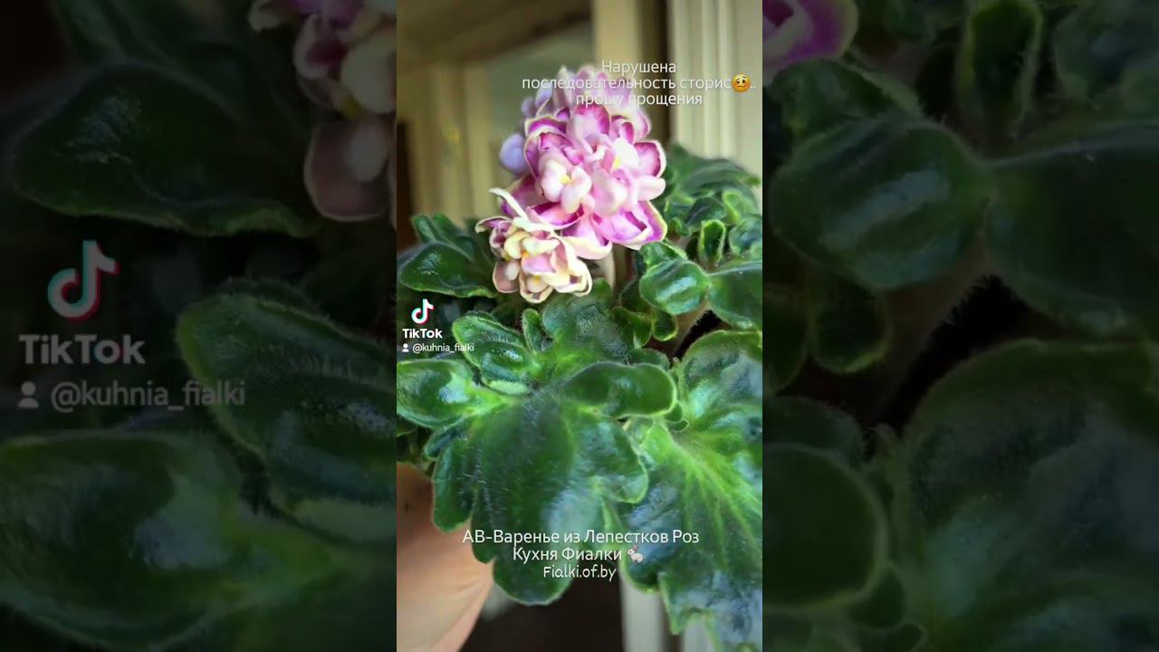 АВ-Варенье из Лепестков Роз. Уникальный сорт с герл листвой и великолепными, редкой формы цветами смотреть онлайн