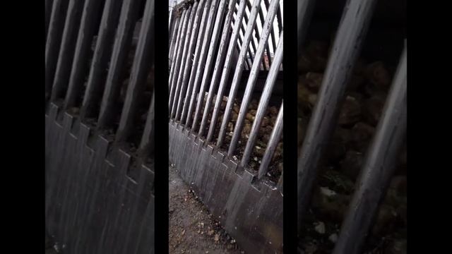 Погрузка сахарной свёклы и её дальнейшая переработка,получение сахара. смотреть онлайн