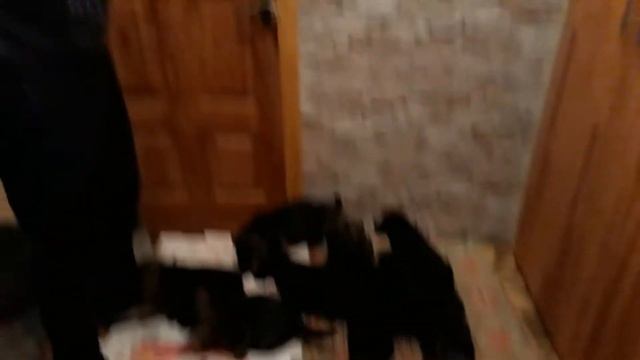 Щенки Немецкой овчарки 1 мес. смотреть онлайн