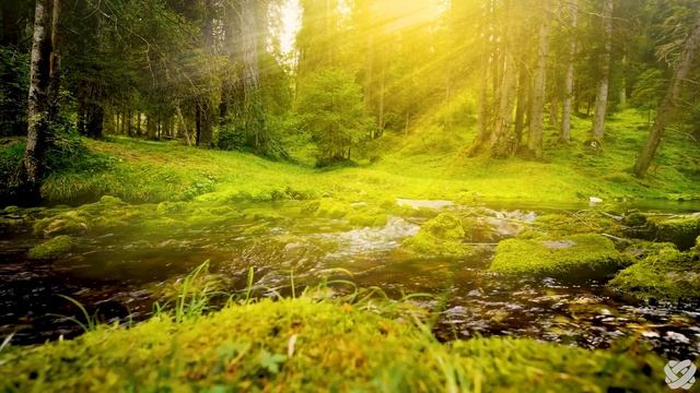 ANIMALS UNSEEN BEAUTY - 8K (60FPS) ULTRA HD - With Nature Sounds (Colorfully Dynamic)