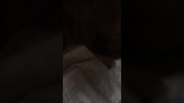 Чихуахуа Лилу смотреть онлайн