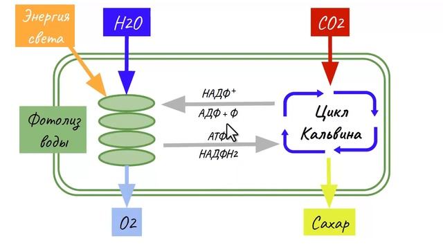 Фотосинтез смотреть онлайн