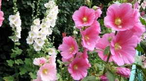 Мальва многолетняя — посадка и уход