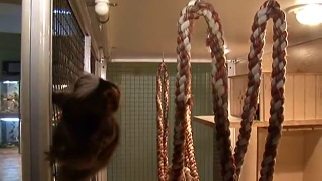 В краеведческом музее открылась выставка «Живые тропики» смотреть онлайн