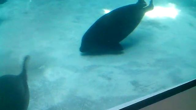 Поездка в Новосибирск. Часть #7 аквариум 2 смотреть онлайн