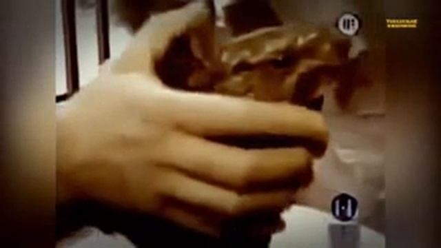 5 ДРАКОНОВ, СНЯТЫХ НА ВИДЕО  Драконы, Снятые на Камеру 1 3gp