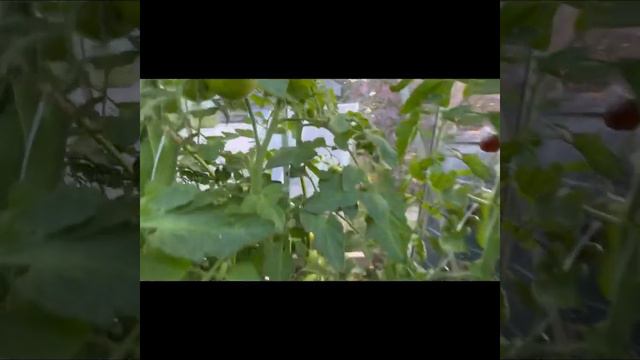 Self Sufficiency! What’s growing in my garden? смотреть онлайн