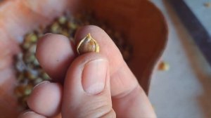 Как посадить детки Рокамболя?