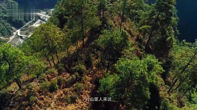 大别山上的一家三口，住在一栋旧木屋里，每天上山挖草药，几步路就能看见一味珍贵草药【秘境探秘】 смотреть онлайн
