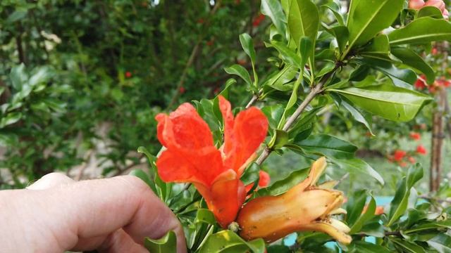 Самый морозостойкий гранат! смотреть онлайн