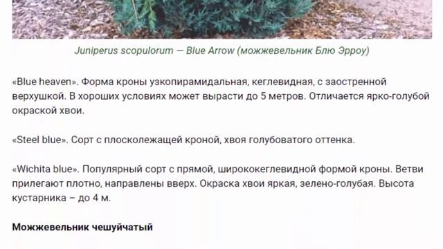 Голубые можжевельники благородны, но не капризны смотреть онлайн