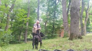 Электроошейник для собак как пользоваться. Видео тренинг./ How to use electric collar -training.